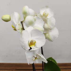Phalaenopsis - 2 Hastes