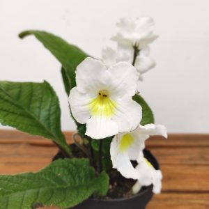 Streptocarpus