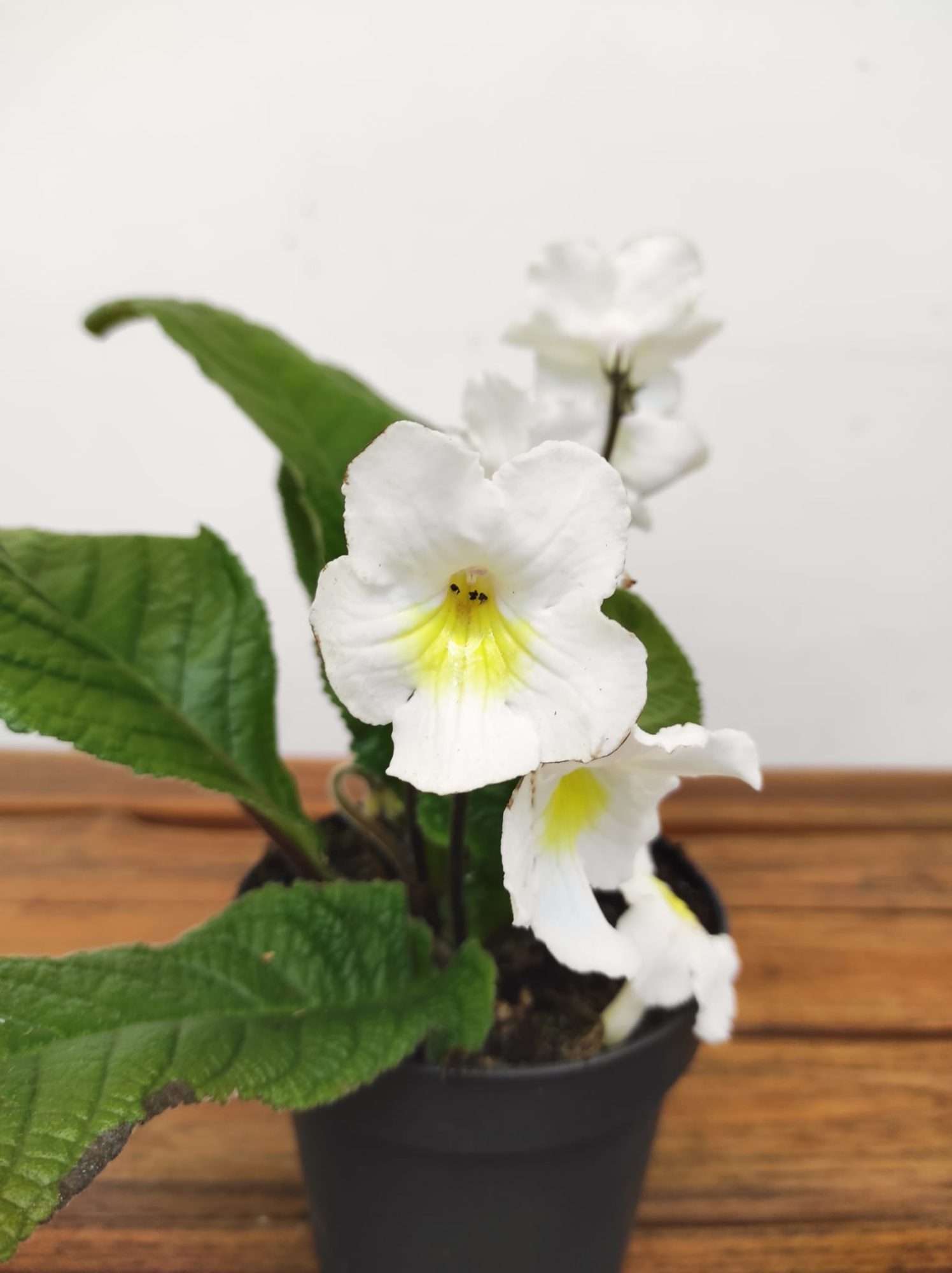 Streptocarpus
