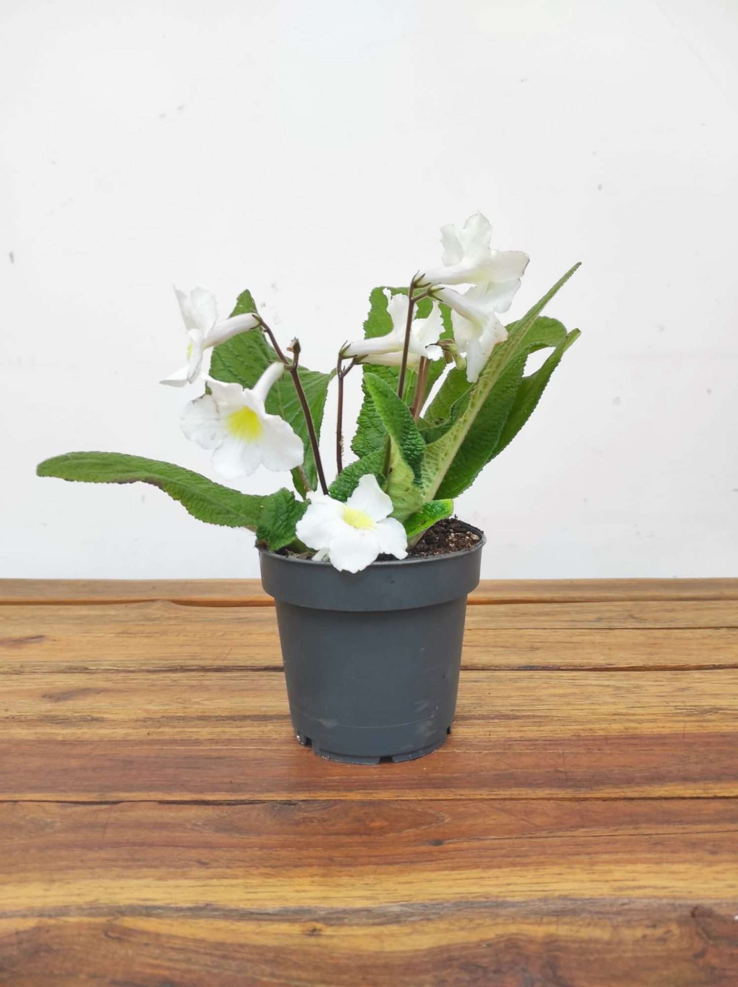 Streptocarpus - Image 2