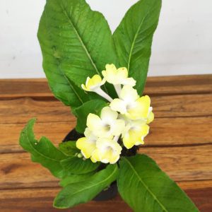 Streptocarpus
