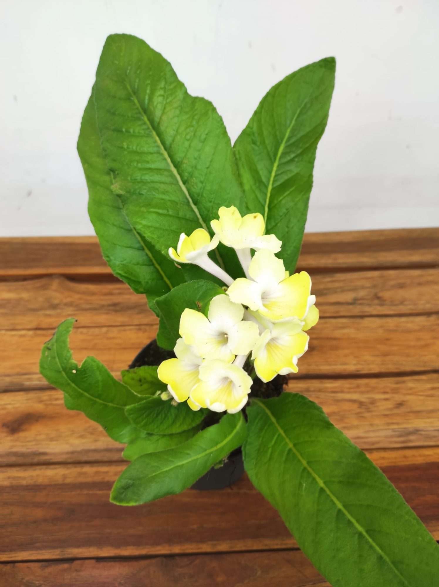 Streptocarpus