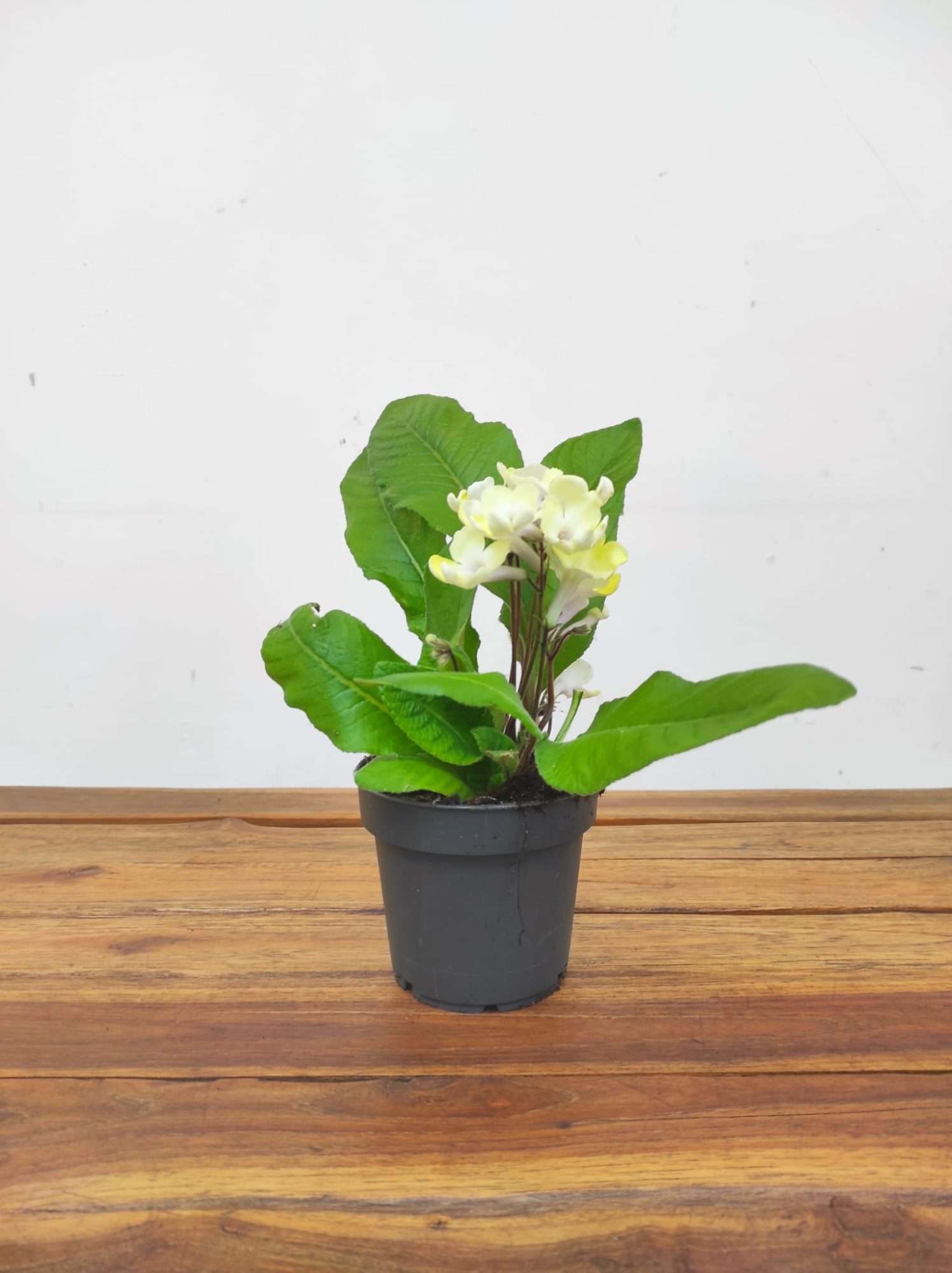 Streptocarpus - Image 2