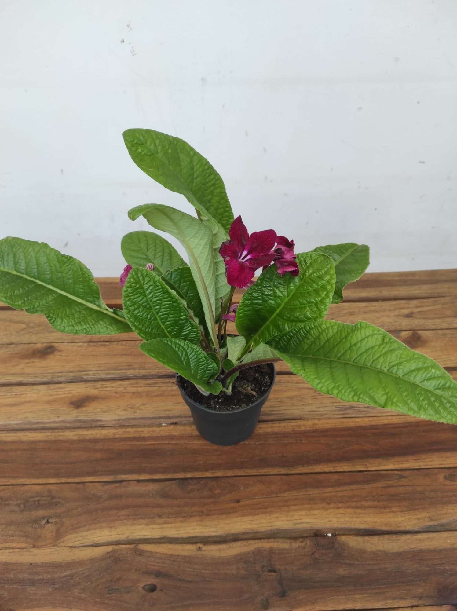Streptocarpus - Image 2