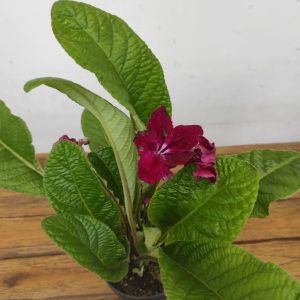 Streptocarpus