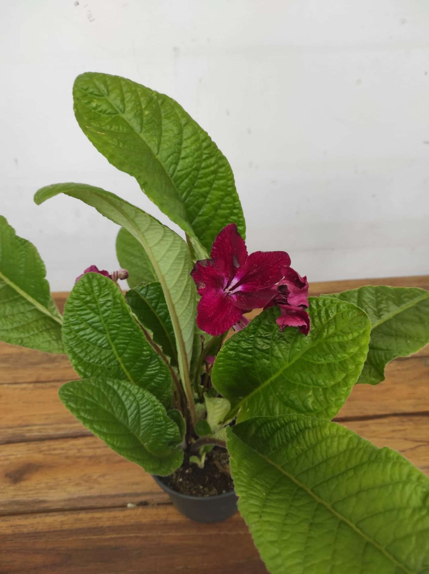 Streptocarpus