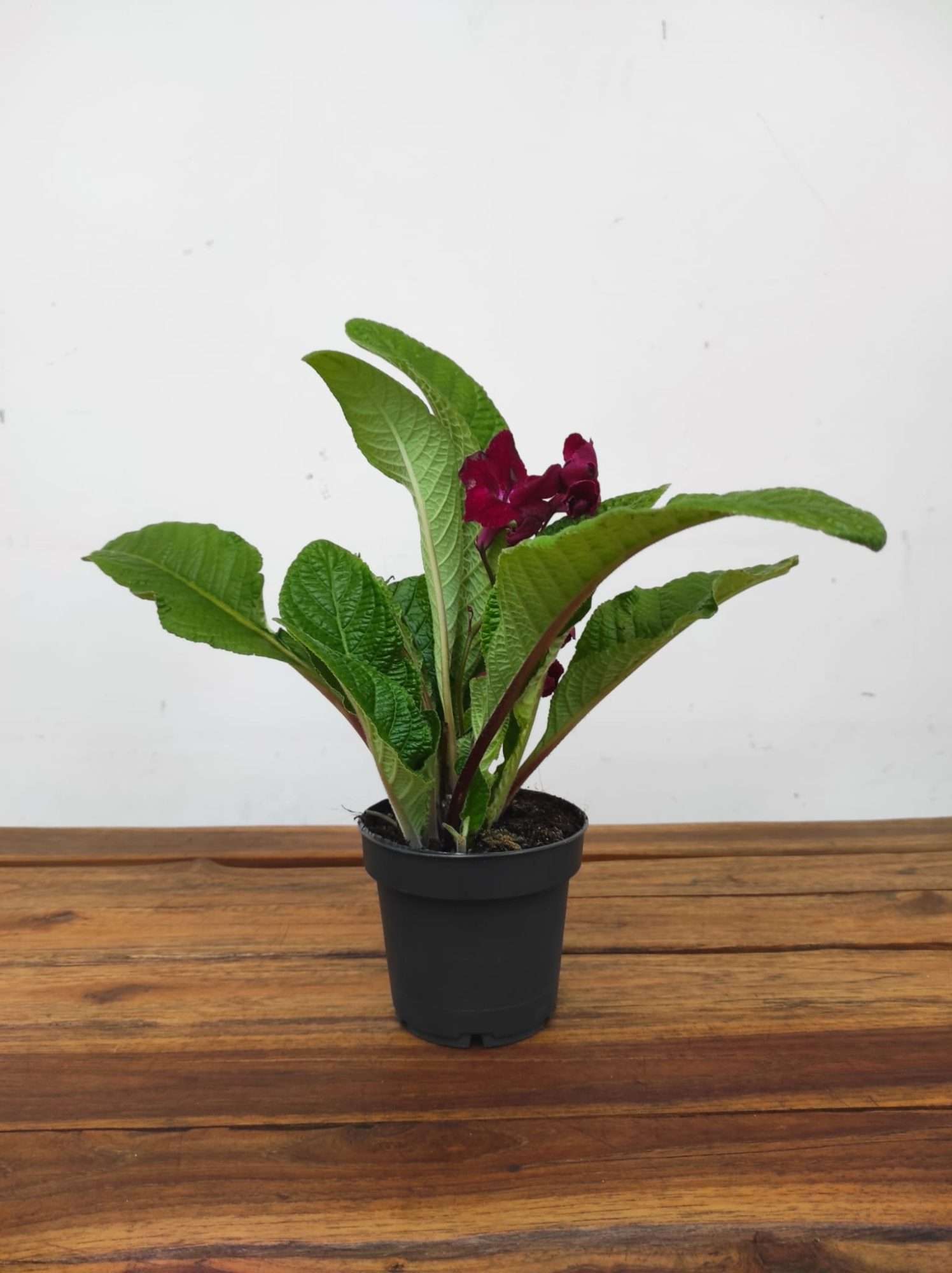 Streptocarpus - Image 3