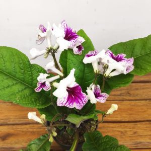 Streptocarpus