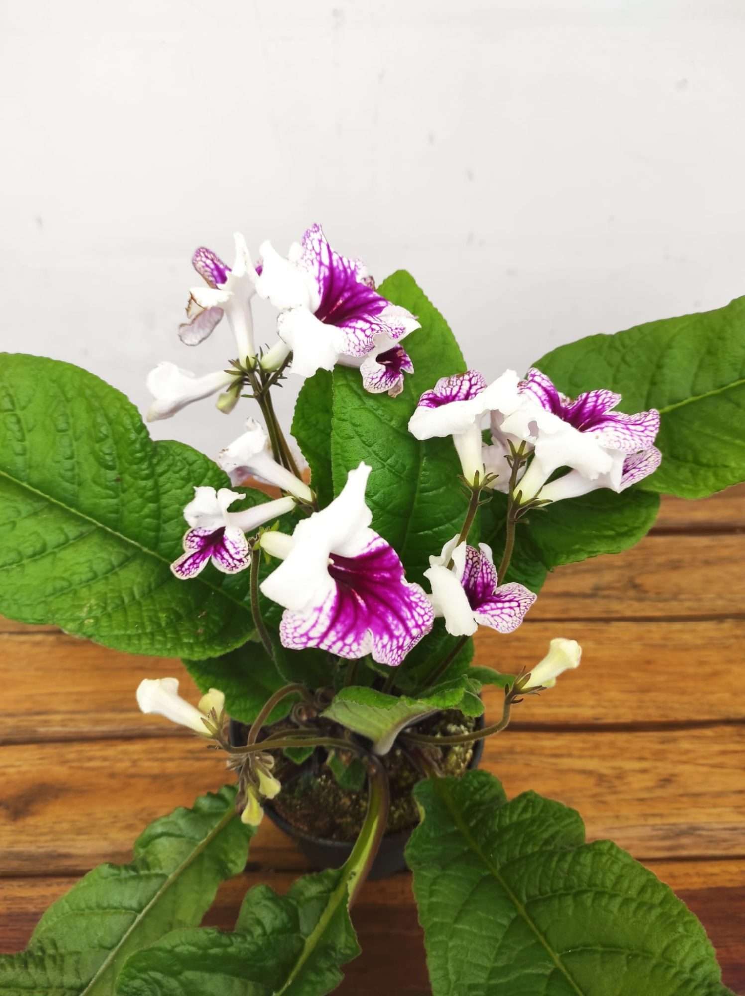 Streptocarpus