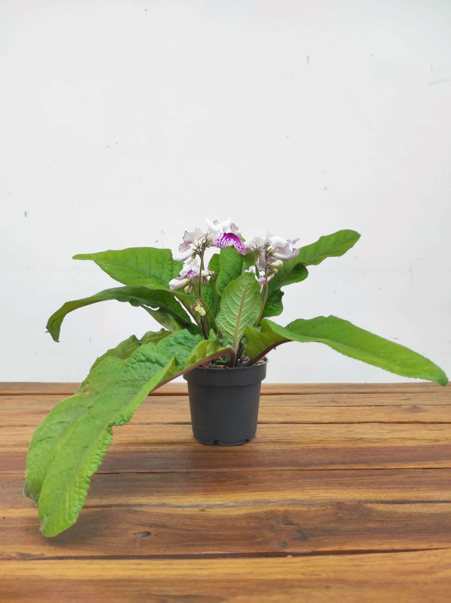 Streptocarpus - Image 2