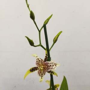 Brassia Summer Dream