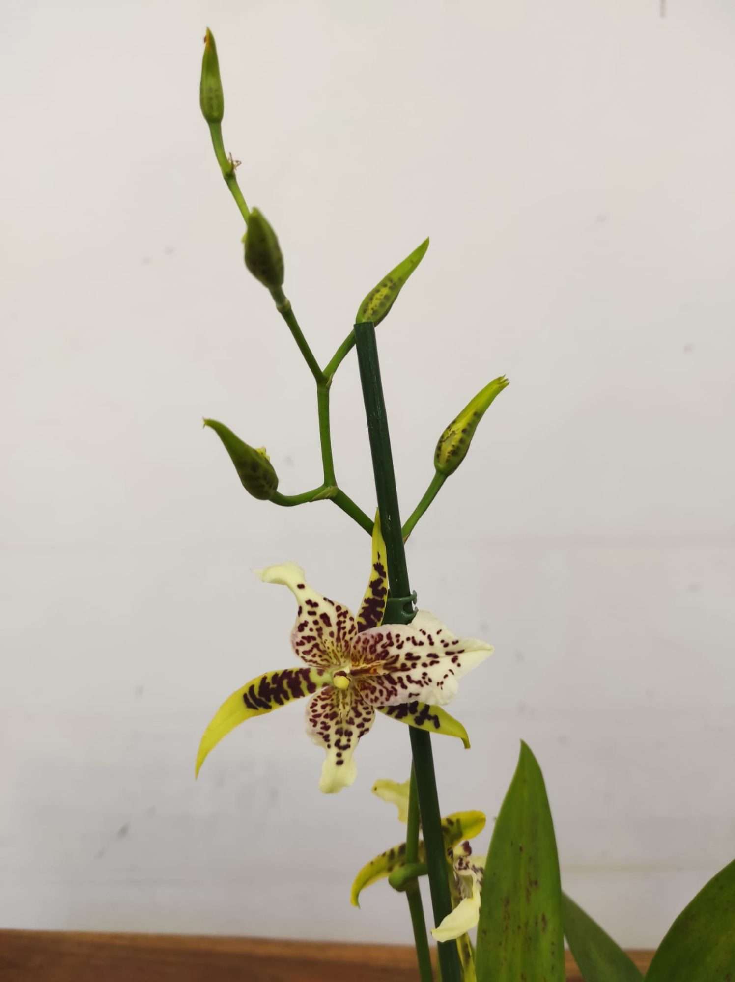 Brassia Summer Dream