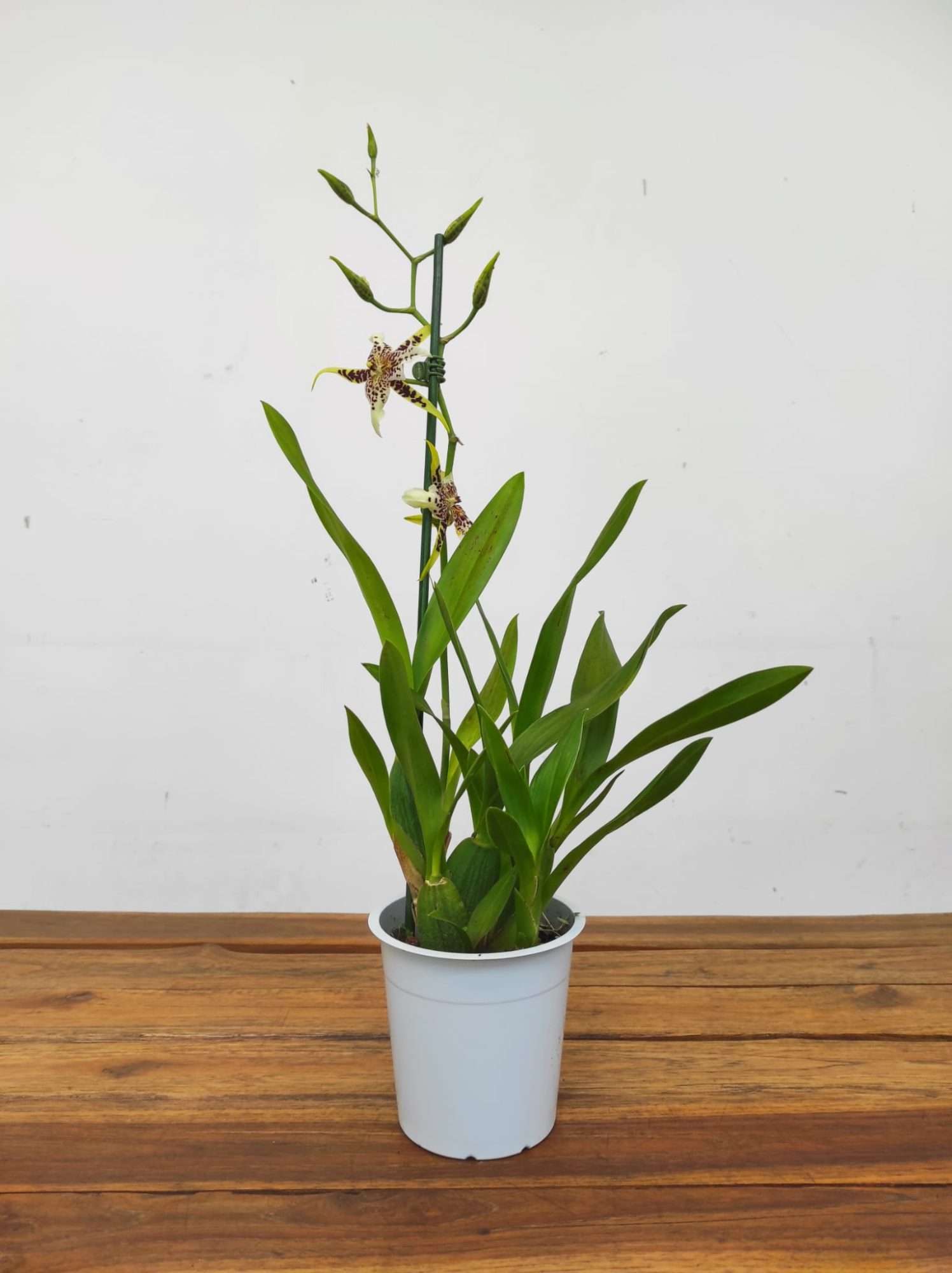 Brassia Summer Dream - Image 2