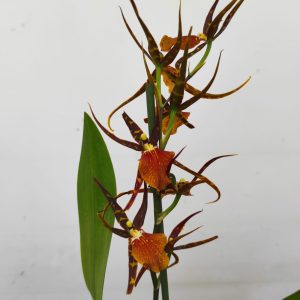 Brassia Summer Dream