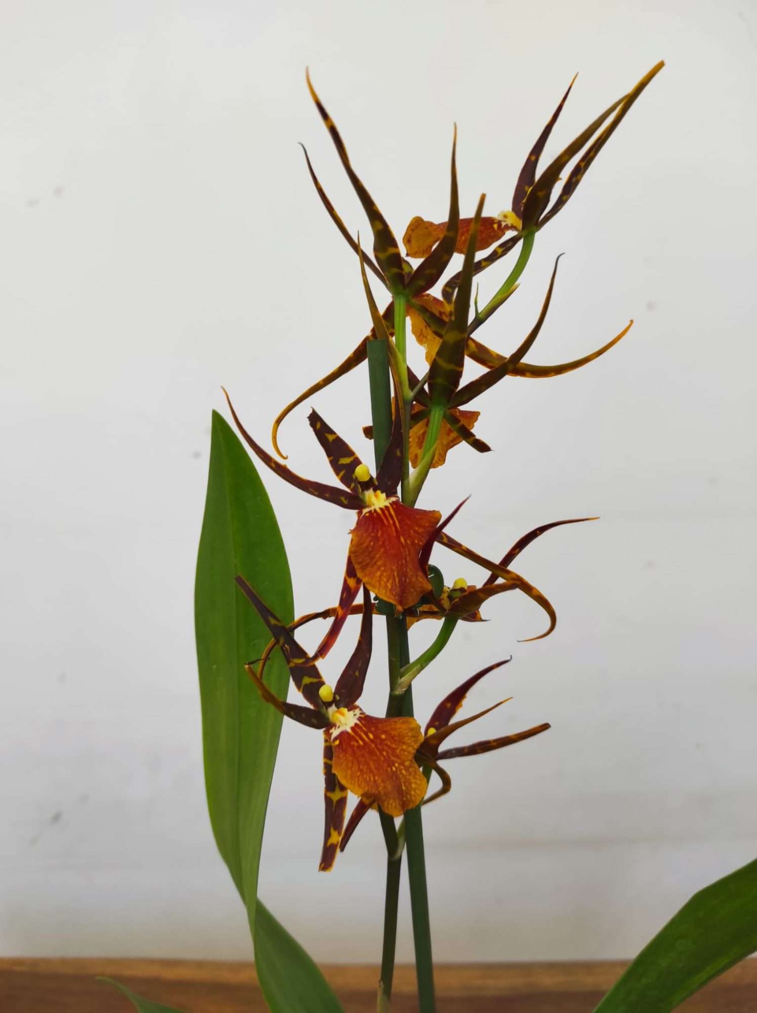 Brassia Summer Dream