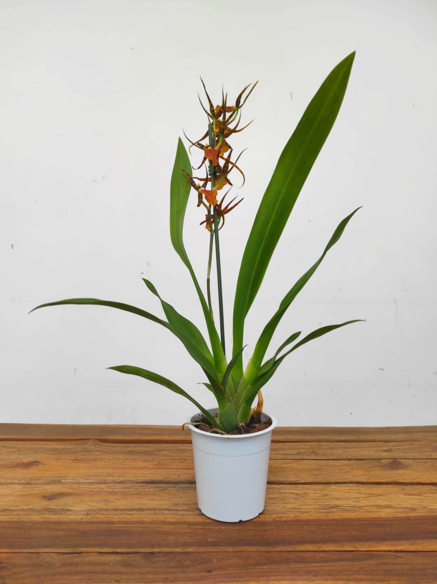 Brassia Summer Dream - Image 2