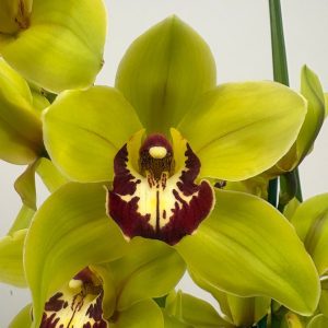 Cymbidium Wijnand 2 Hastes - V.14