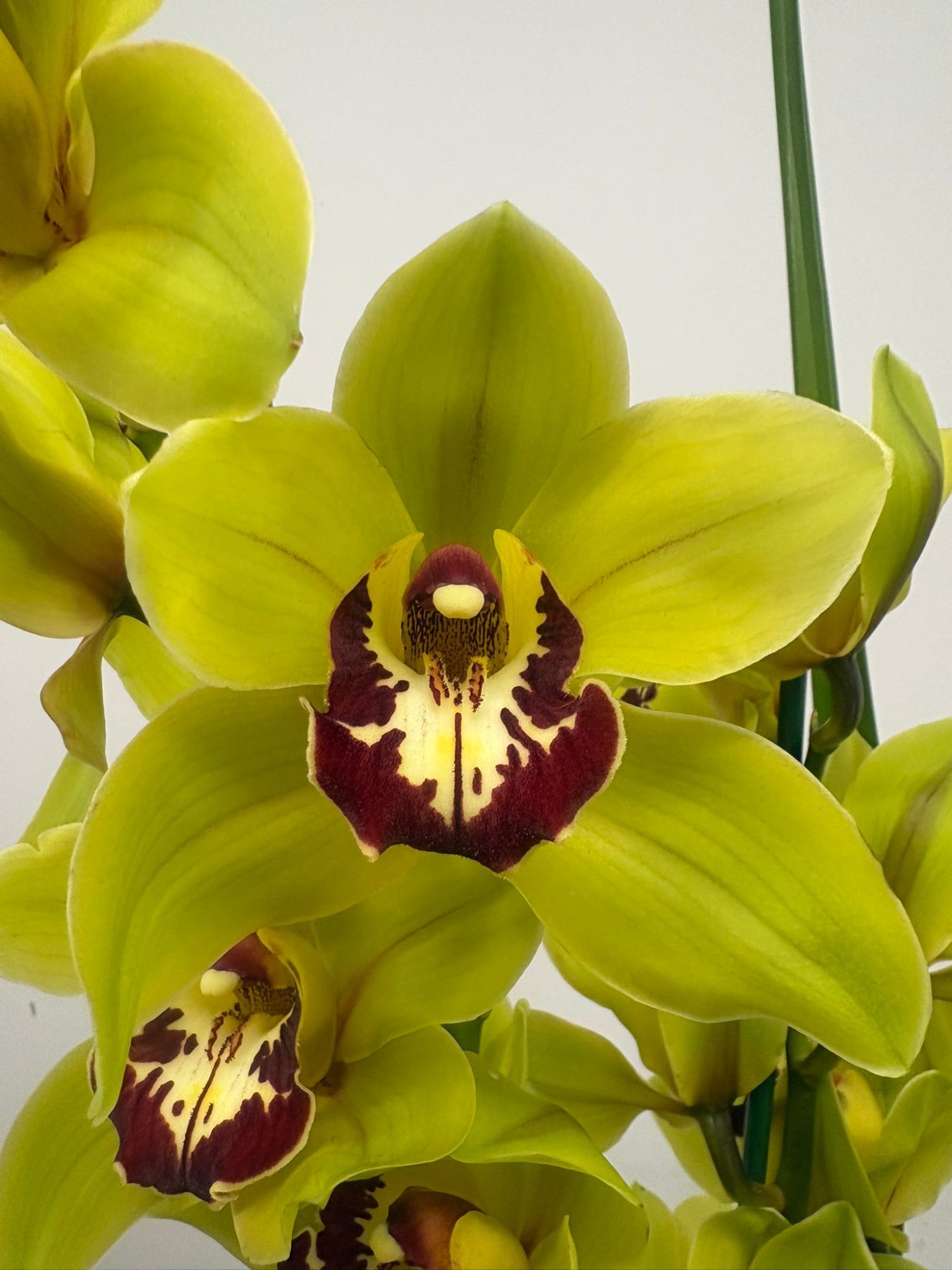 Cymbidium Wijnand 2 Hastes - V.14