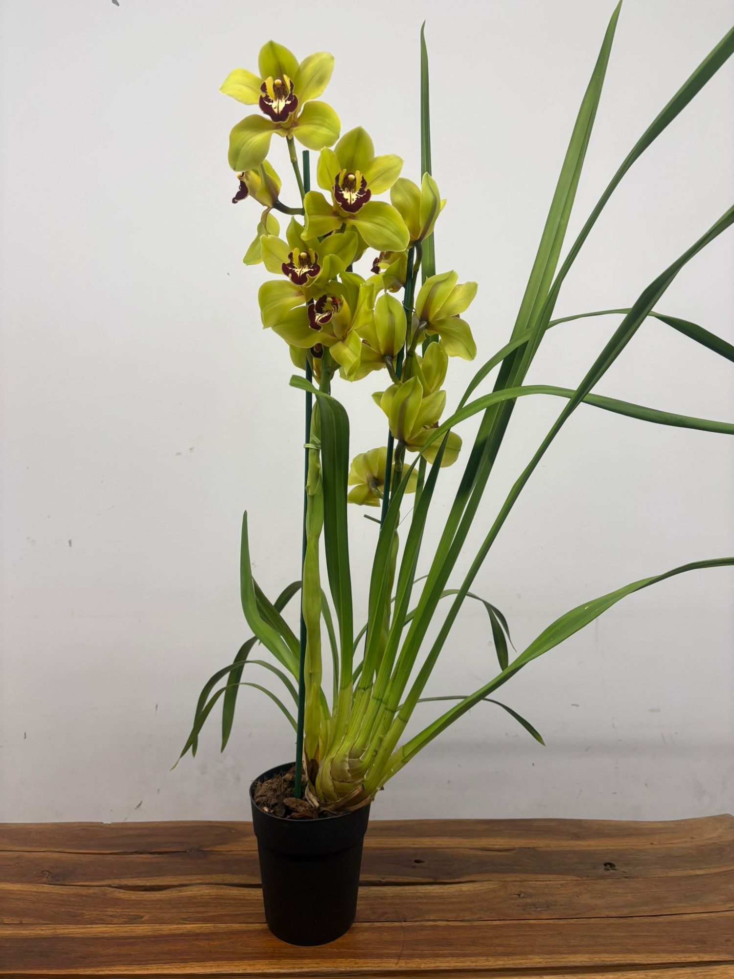 Cymbidium Wijnand 2 Hastes - V.14 - Image 2
