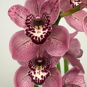 Cymbidium Formby 2 Hastes - V.14