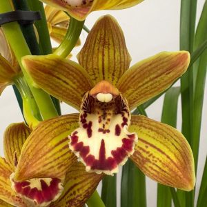 Cymbidium Gorm Flor 2 Hastes - V.14