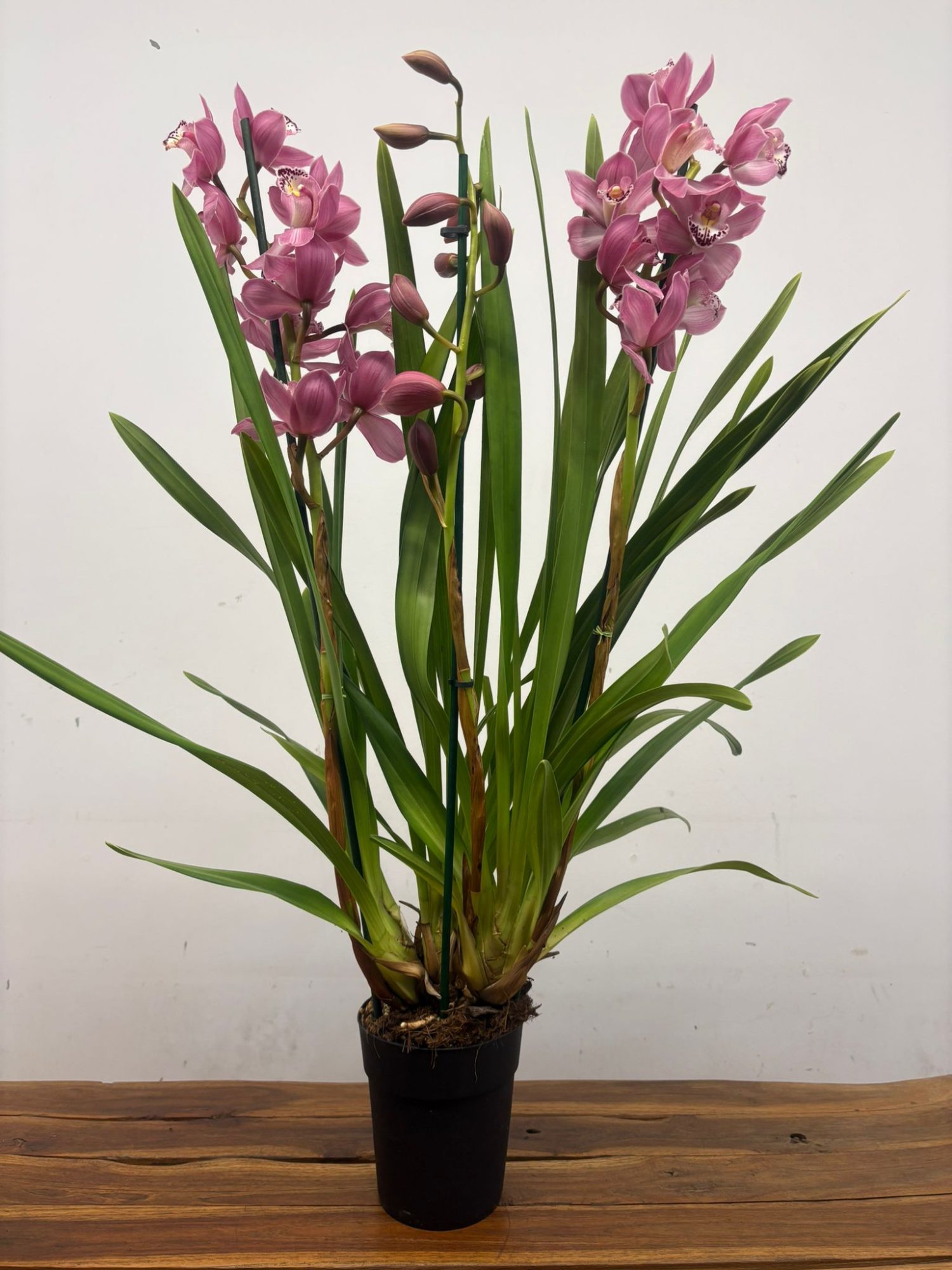 WhatsApp Image 2026-01-09 at 09.07.58 (1)