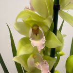 Cymbidium AH990  3-4 Hastes - V.14