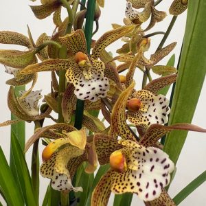 Cymbidium Spider 3-4 Hastes - V.14
