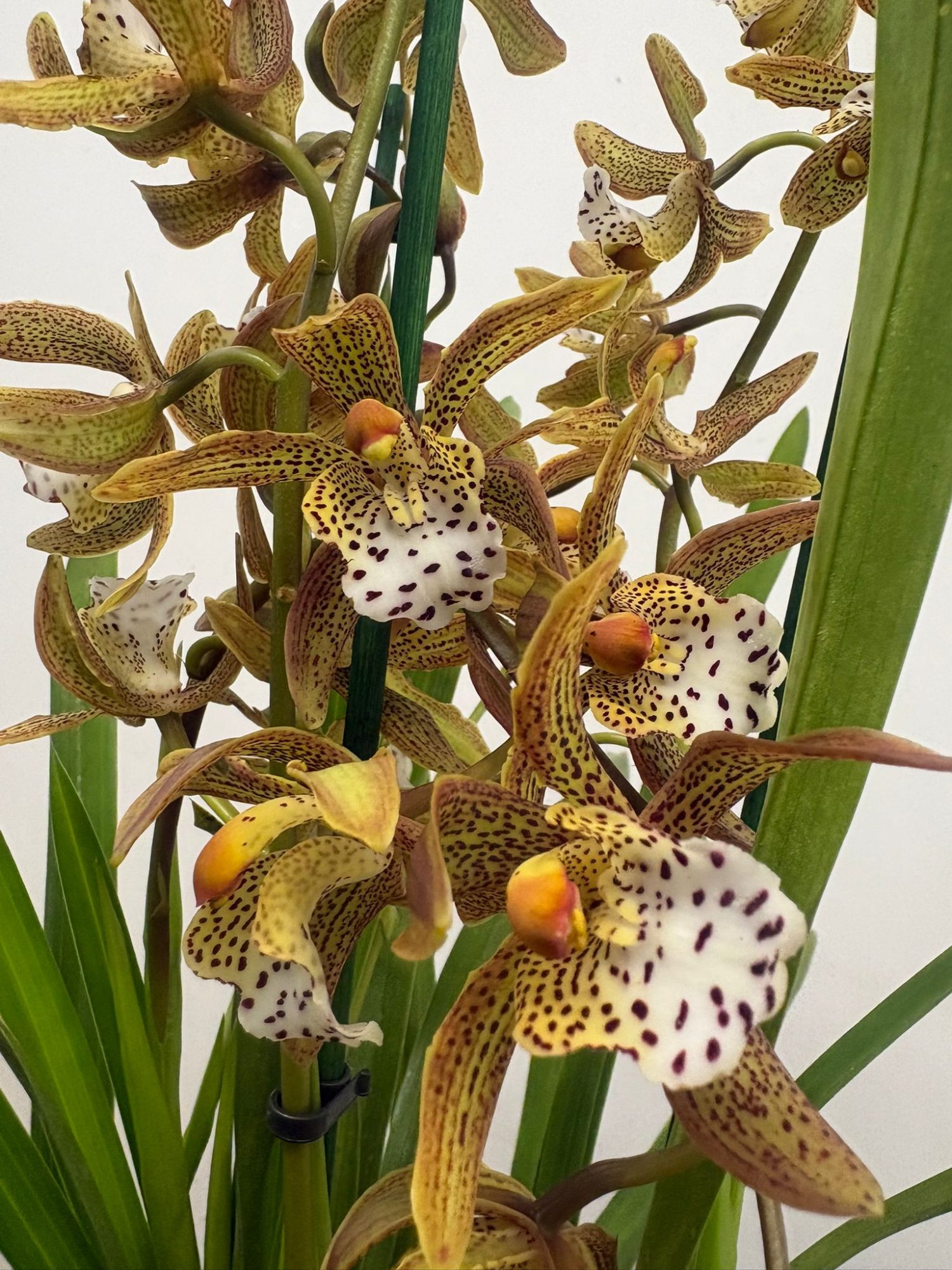 Cymbidium Spider 3-4 Hastes - V.14