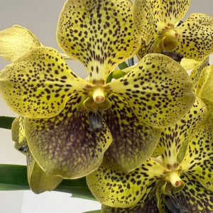 Vanda Híbrida