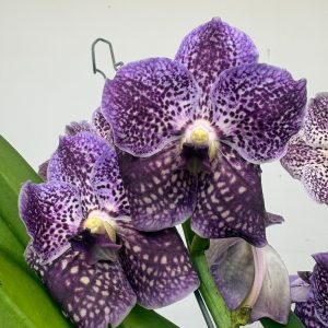 Vanda Híbrida