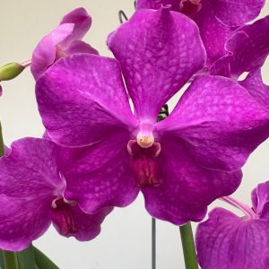 Vanda Híbrida
