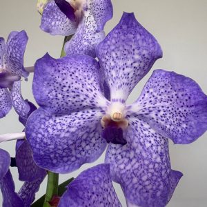 Vanda Híbrida