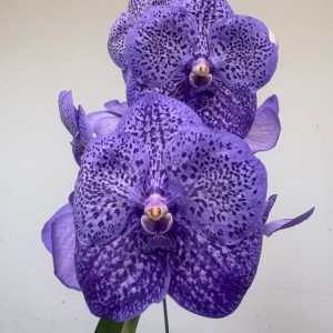 Vanda Híbrida