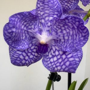 Vanda Híbrida