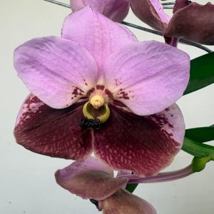 Vanda Híbrida