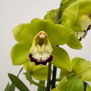 Cymbidium Jade 3-4 Hastes - V.14