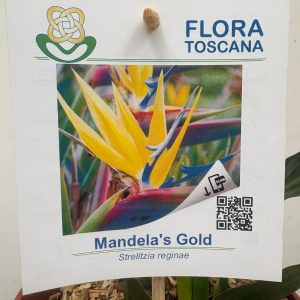 Strelitzia Mandela's Gold