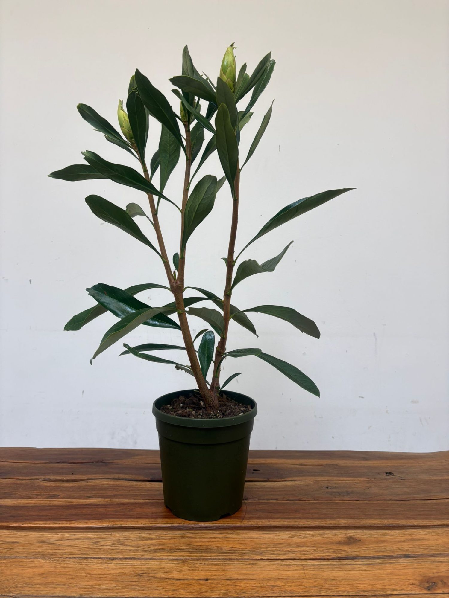 Telopea Shady Lady White - Image 2