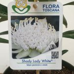 Telopea Shady Lady White