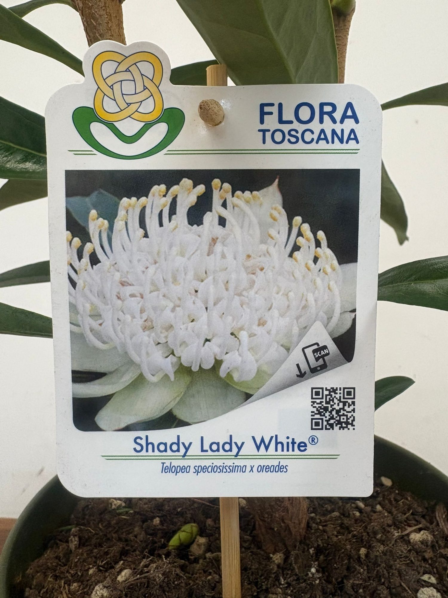Telopea Shady Lady White