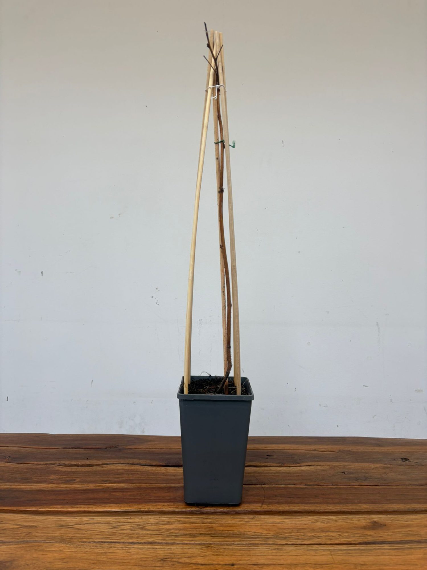 Rubus Idaeus 'Malling Promise' - Image 2