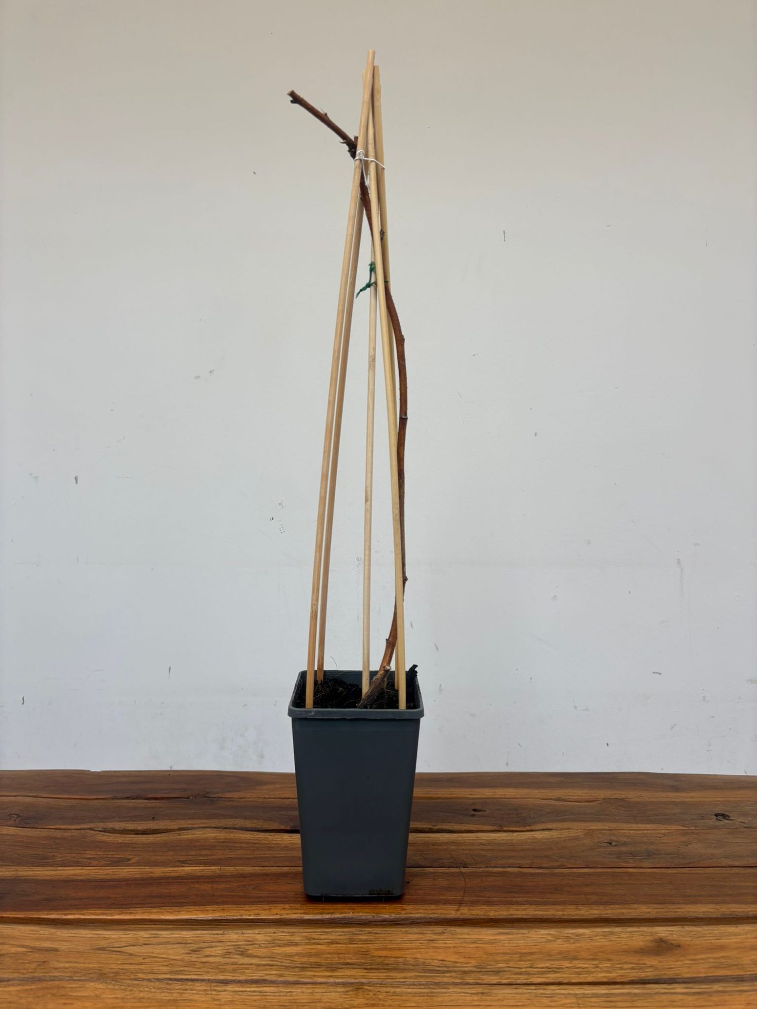 Rubus Idaeus 'Zeva' - Image 2