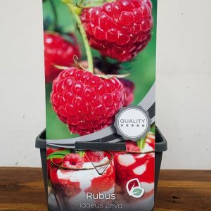 Rubus Idaeus 'Zeva'