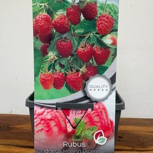 Rubus Idaeus 'Malling Promise'