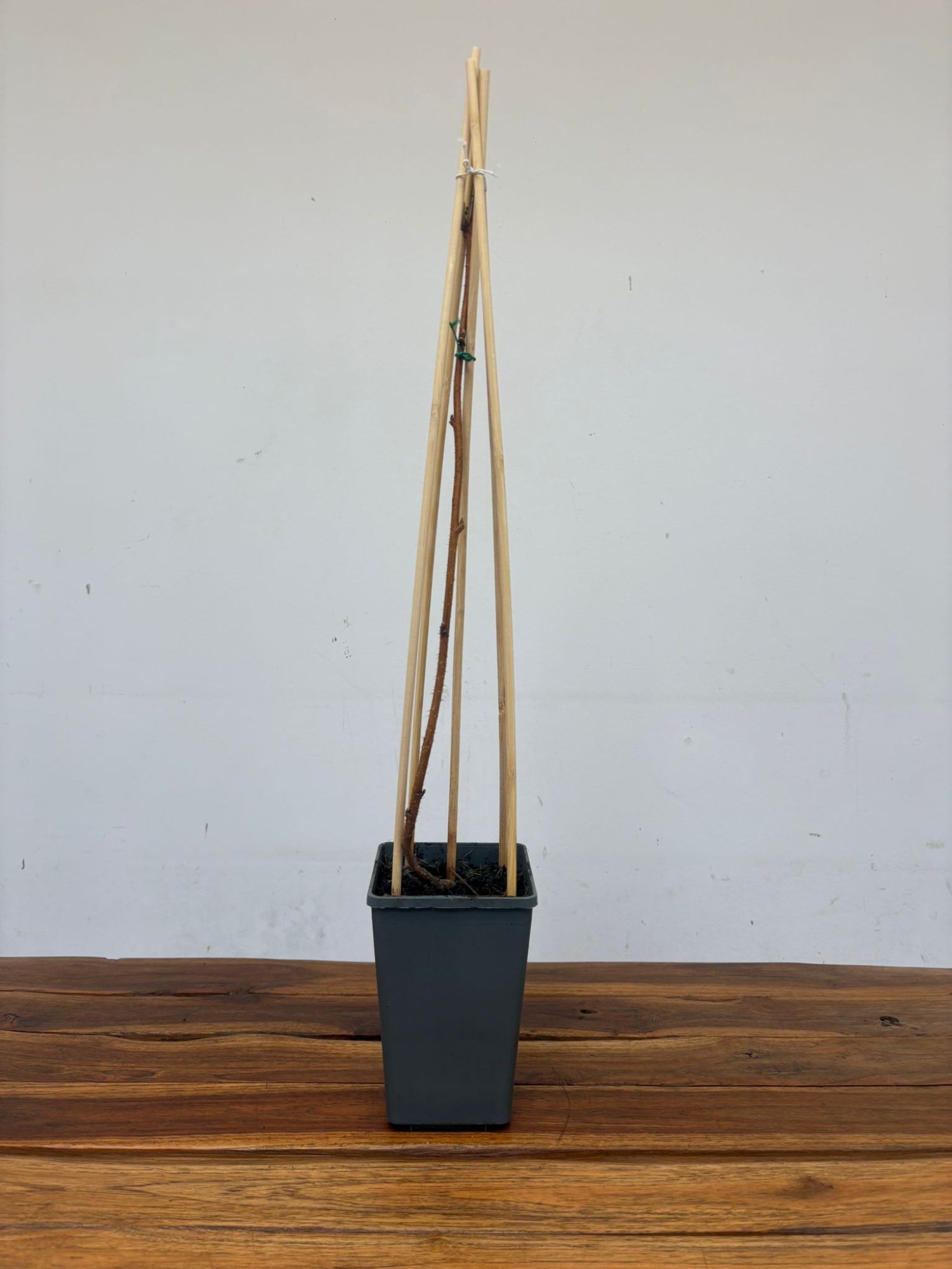 Rubus Idaeus 'Autumn Bliss' - Image 2