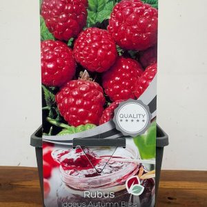 Rubus Idaeus 'Autumn Bliss'