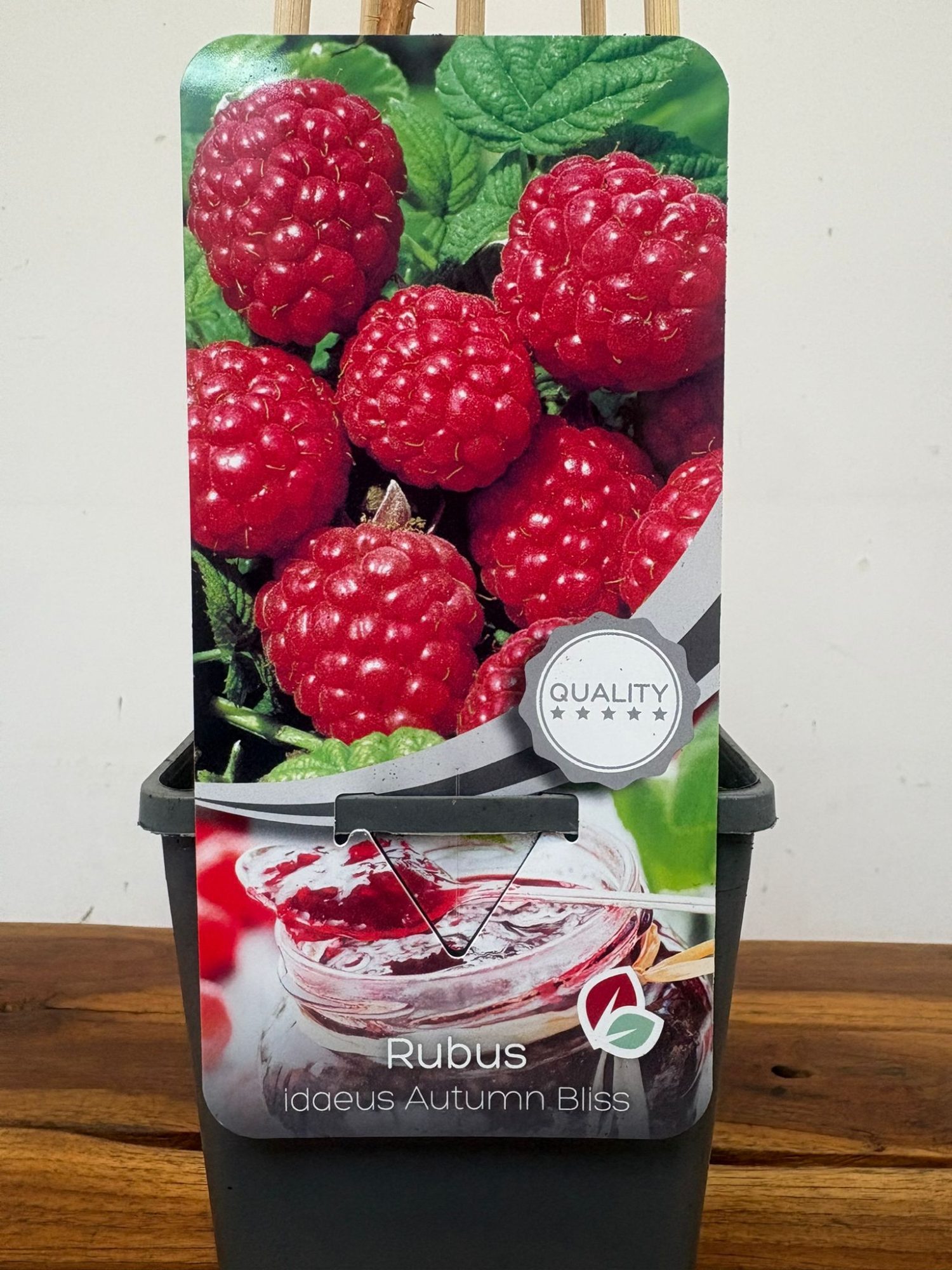 Rubus Idaeus 'Autumn Bliss'