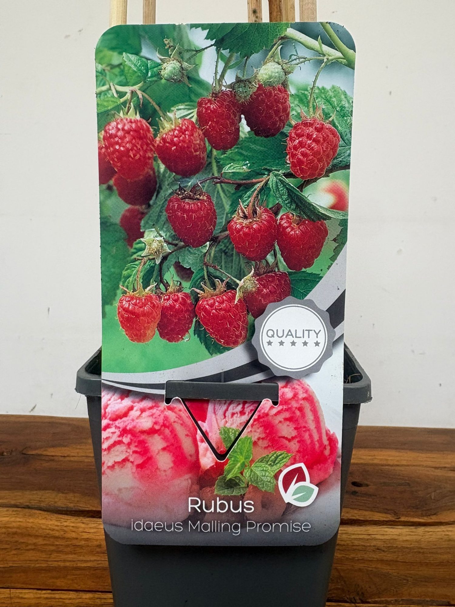 Rubus Idaeus 'Malling Promise'