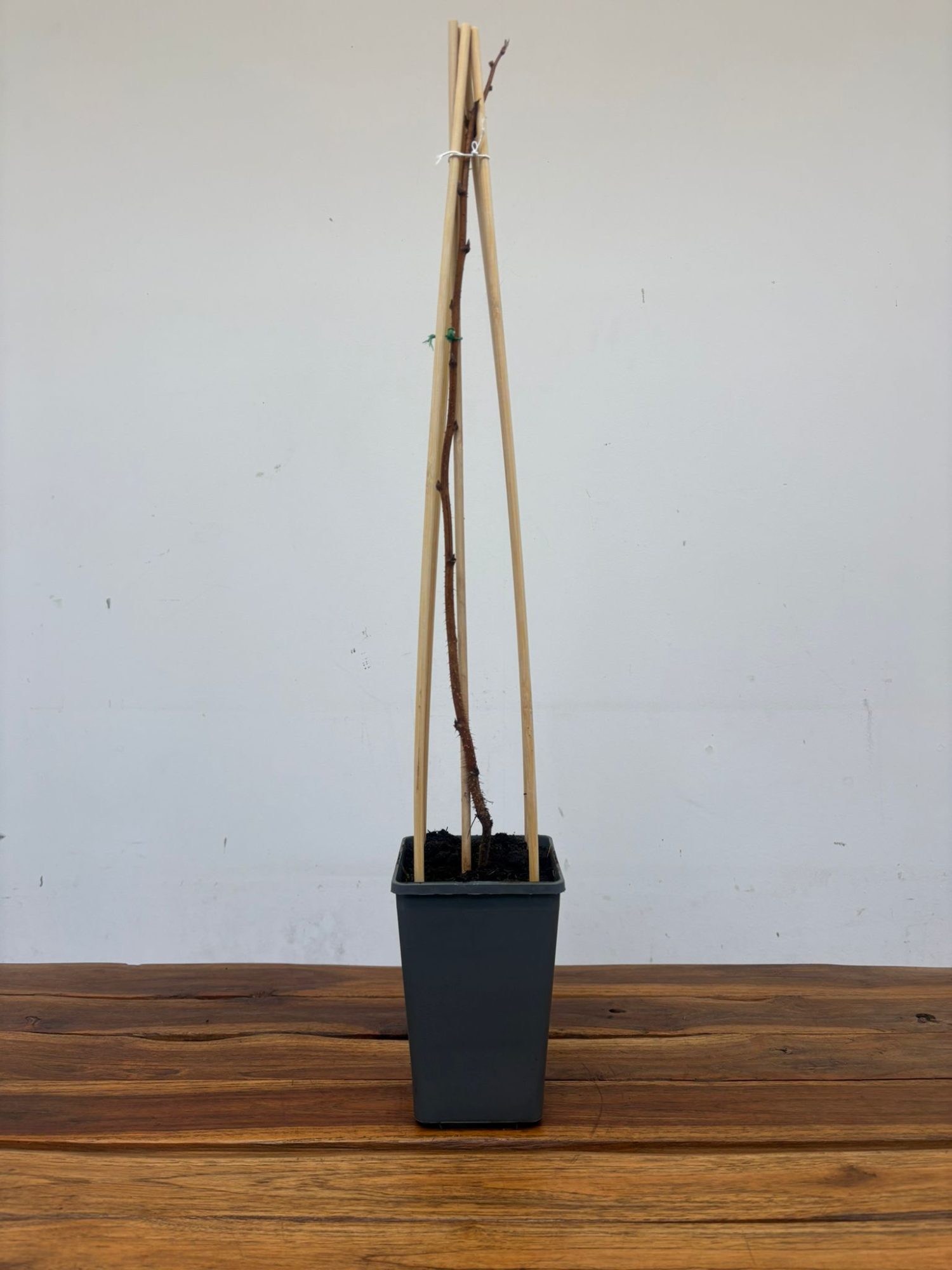 Rubus Idaeus 'Tulameen' - Image 2